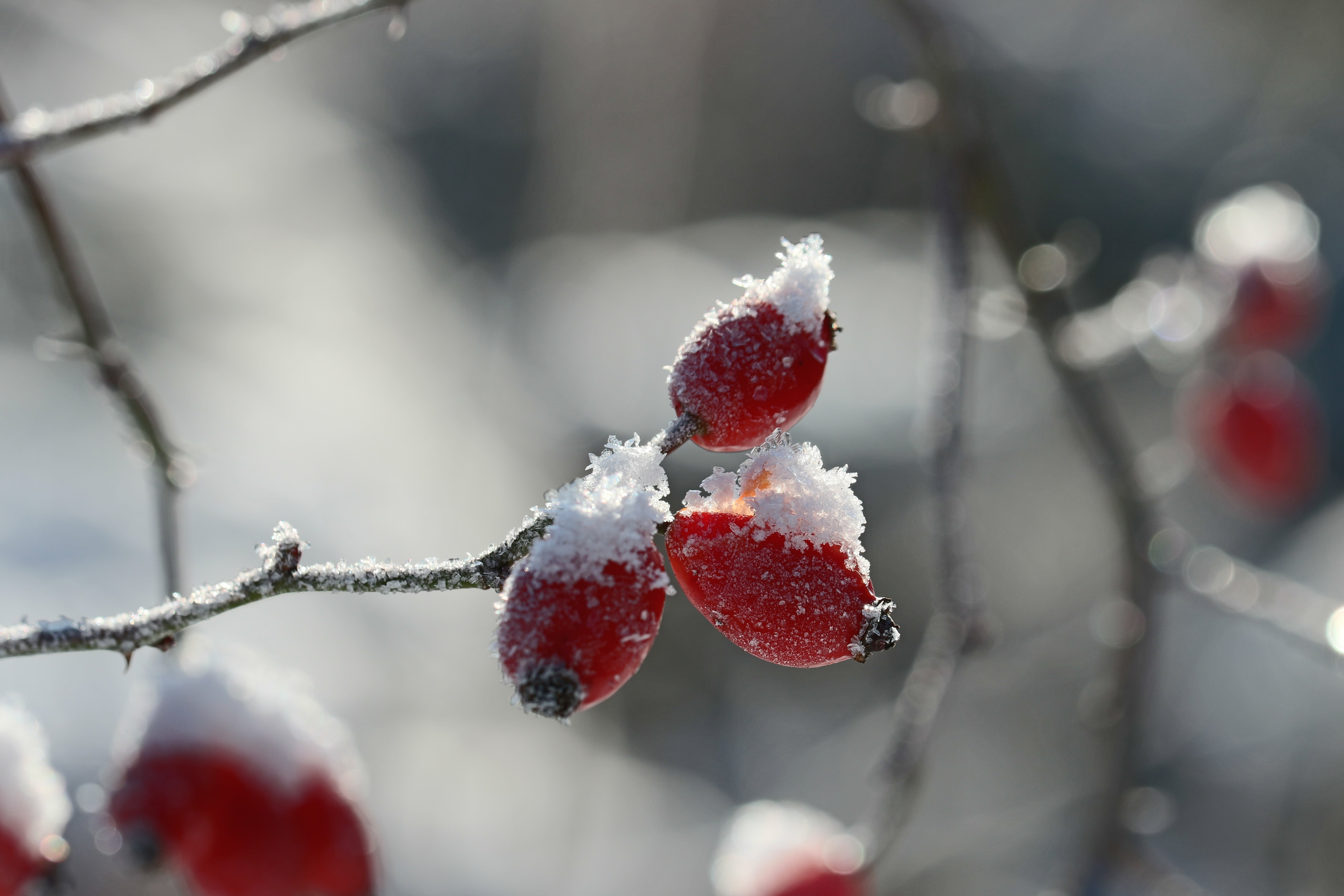 Холодный колючий зимний. Фото ягод зимой в снегу и льду. Колючий лед. Маски для листопада,ягодника,Мороза,капели. Ягоды в льду стихи.