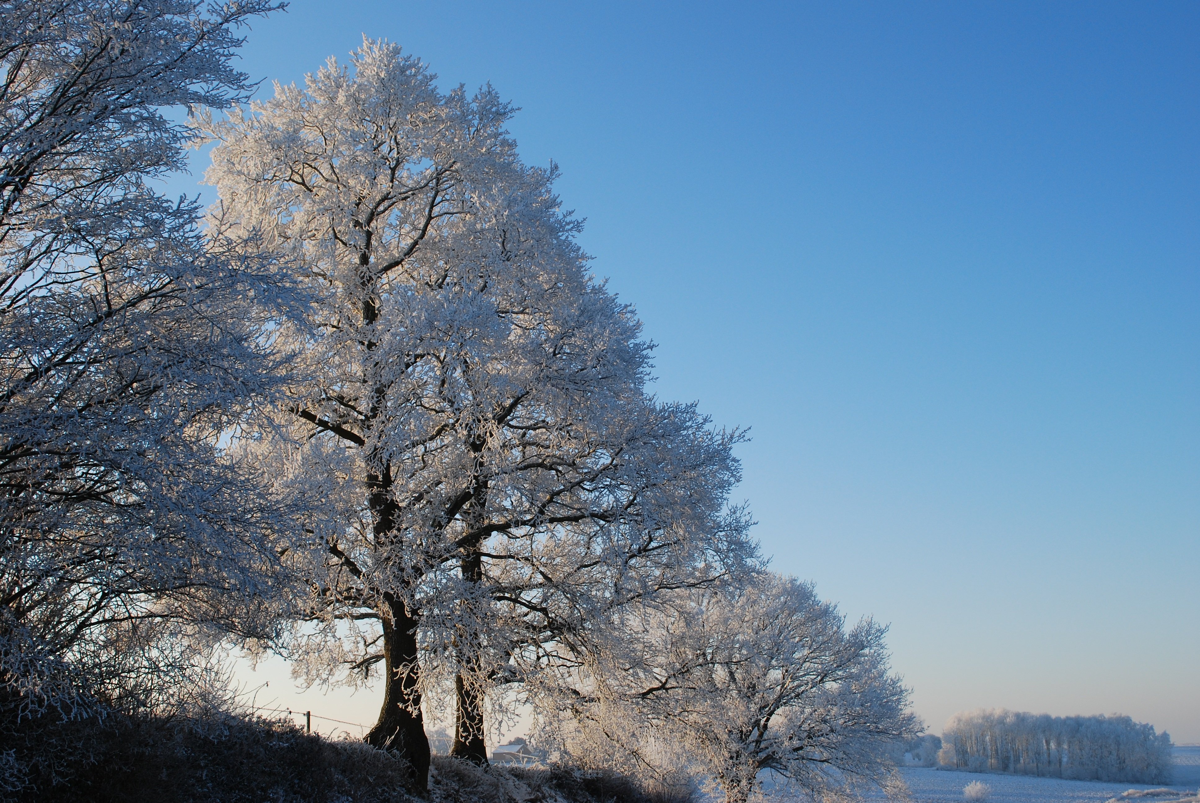 Как выглядит дерево зимой. Зимнее дерево. Ледяное дерево. Липа зимой. Липа зимой фото.