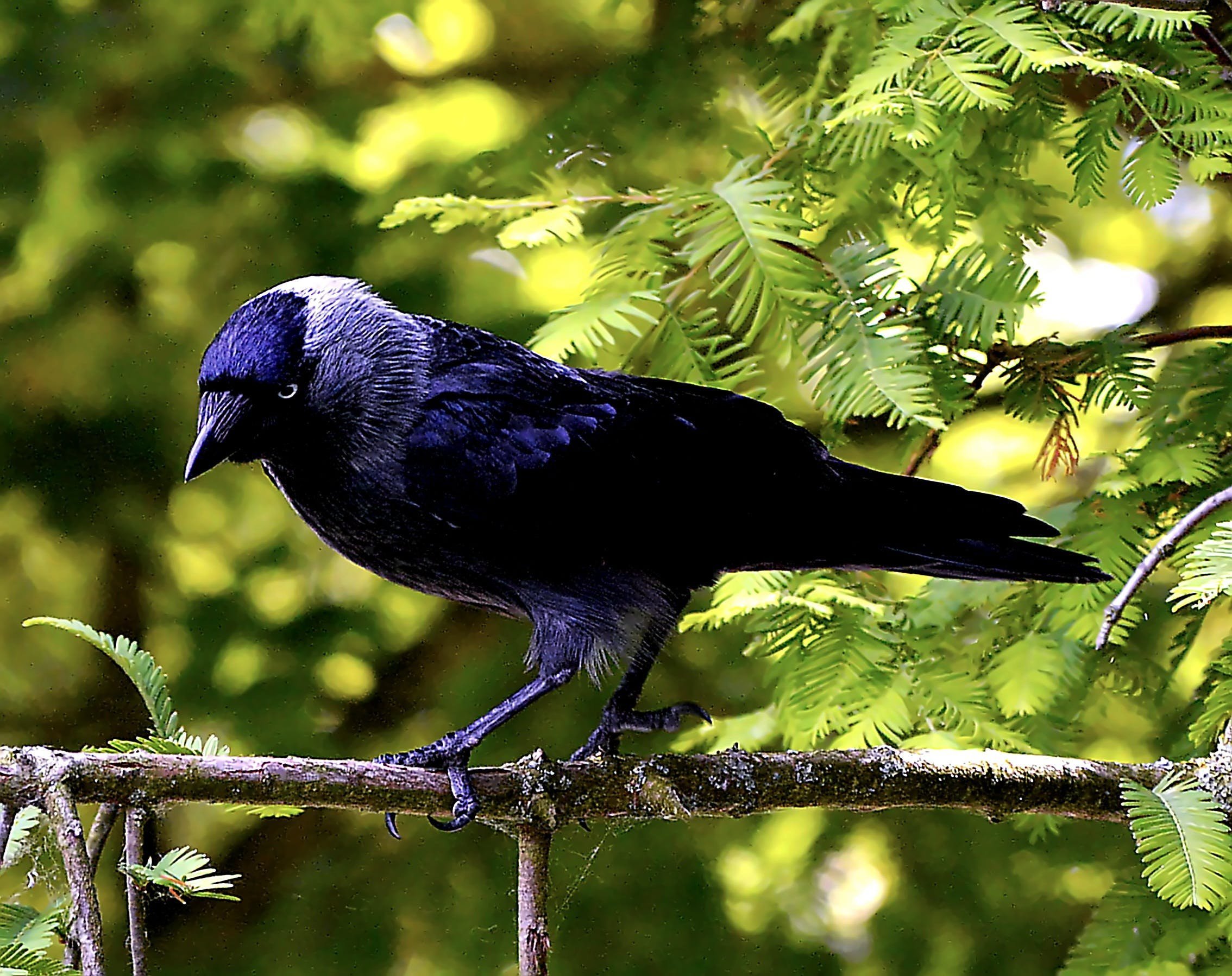 Синяя ворона читать. Галка обыкновенная ‒ Corvus monedula. Белоклювый ворон. Синяя Галка птица. Галка Крымская птица.