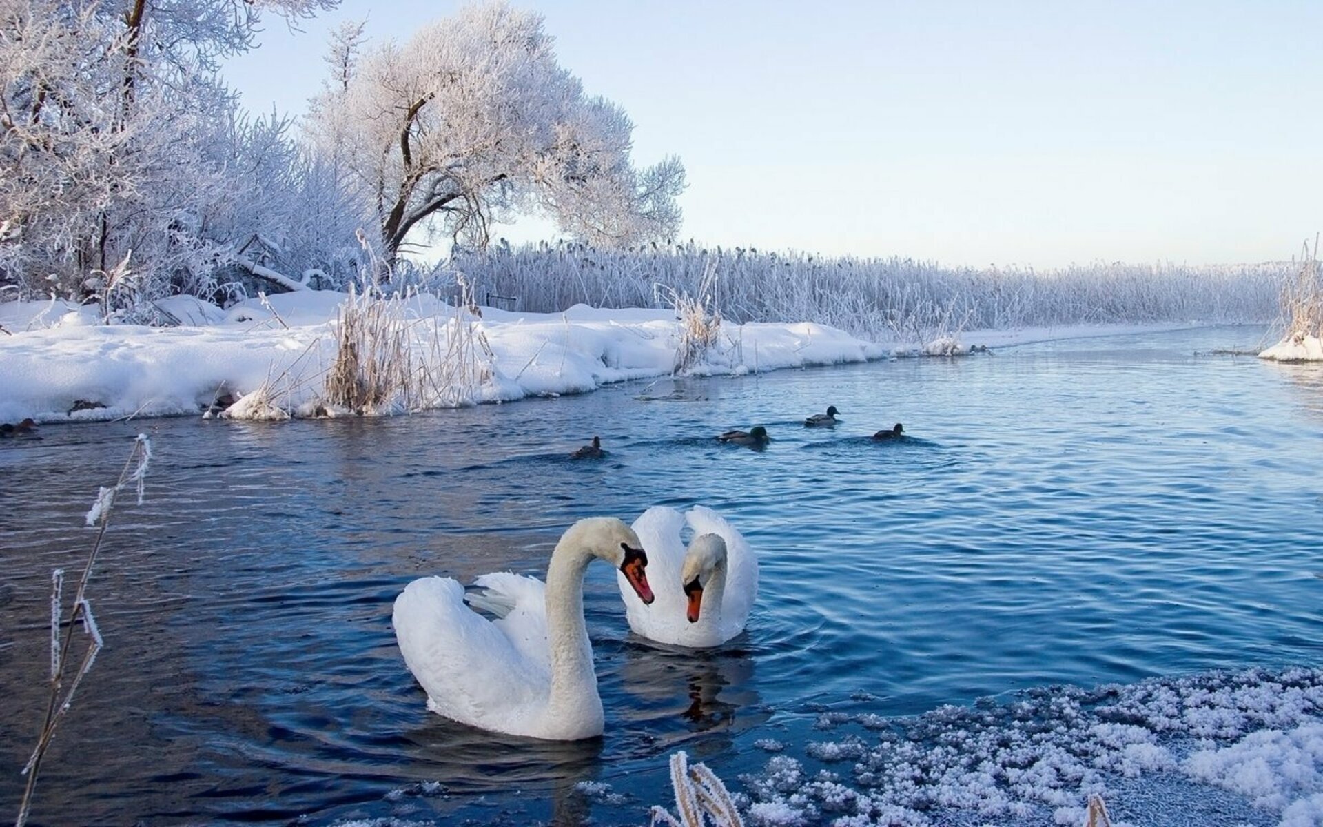 Лебединое озеро февраль. Себежский национальный парк зимой. Лебеди зимой. Лебеди зимой на озере. Лебеди на озере.