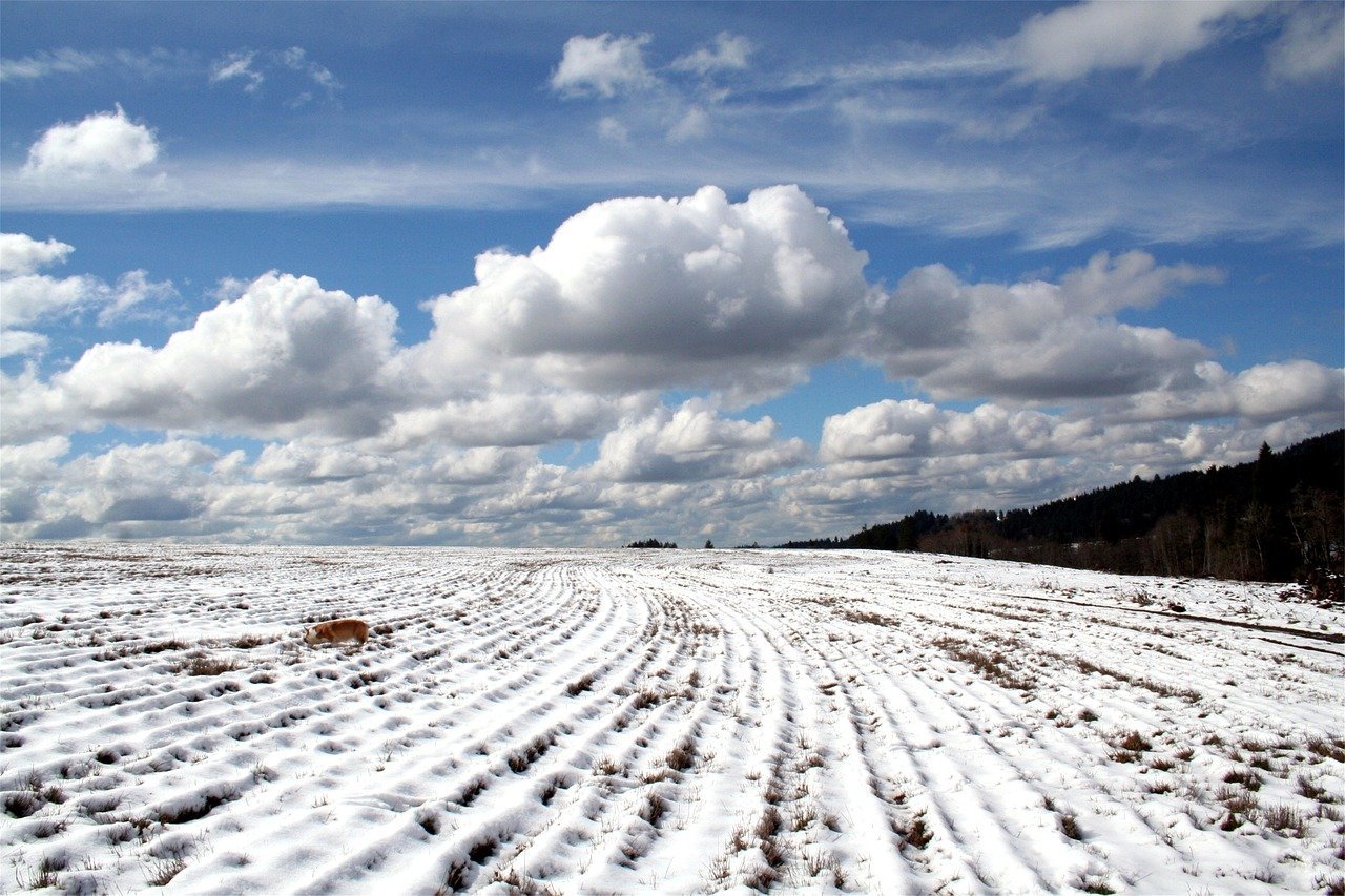 Поле с сугробами. Зимнее поле. Снег поле. Заснеженное поле. Поле под снегом.