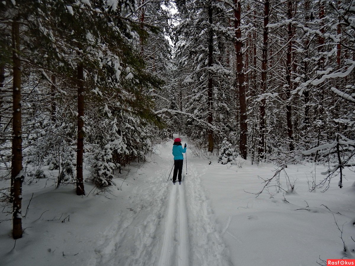 Никитич осторожно выглянул из чащи лыжни. Лыжня в Битцевском лесу. Прогулка на лыжах в лесу. Прогулка по зимнему лесу. Лыжная прогулка в лесу.