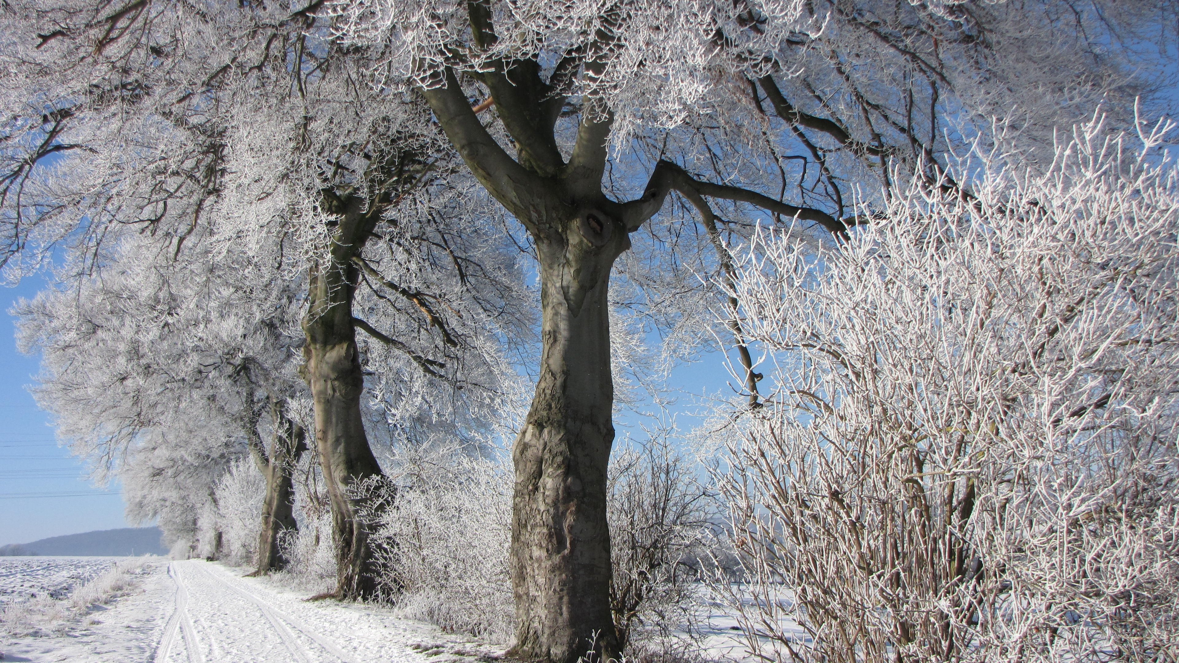 Как выглядит дерево зимой. Зимнее дерево. Дуб зимой. Цветущее дерево зимой. Деревья зимой фото.