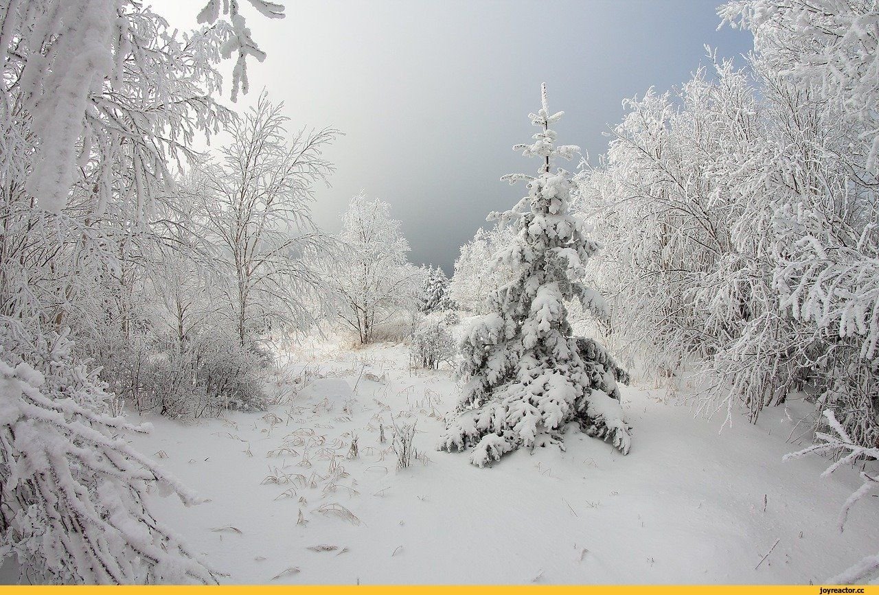 Январские сугробы. Метель зимой. Сказочный зимний лес. Снегопад в лесу. Лес в снегу.