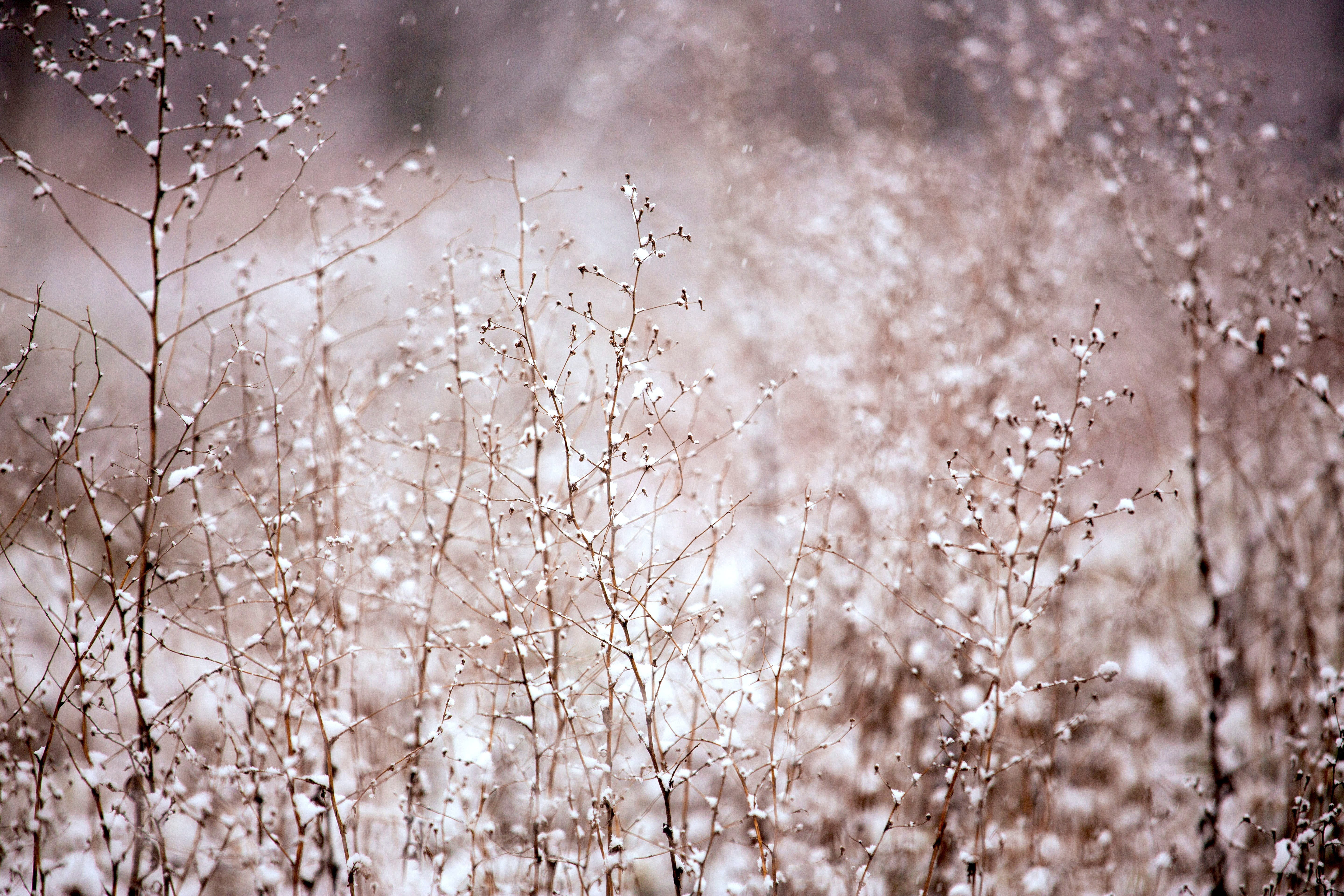 Падающий снег весной. Природа в пастельных тонах. Пейзаж в пастельных тонах. Нежная зима.