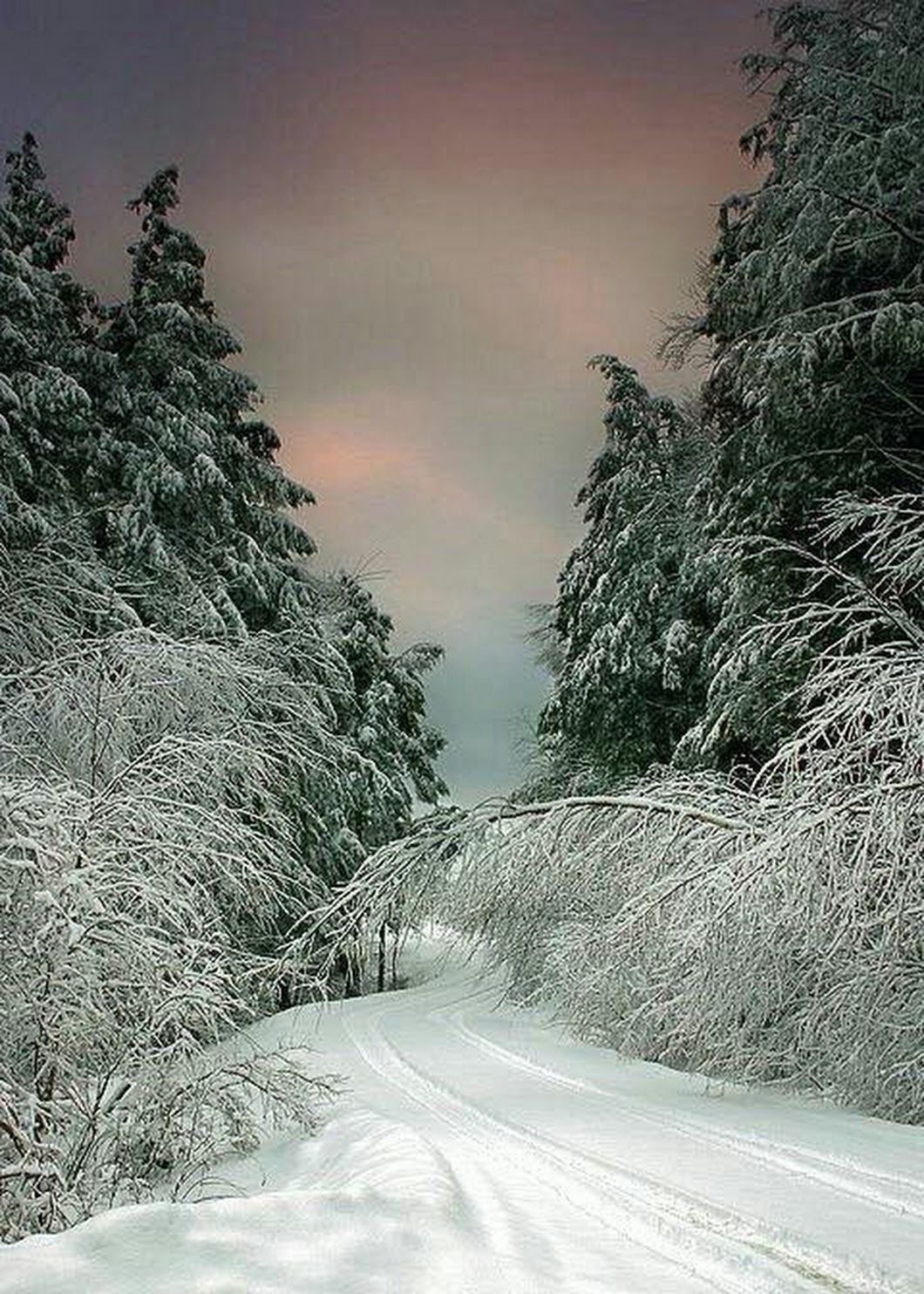Снежная пелена. Красивая зима. Зимняя природа. Чудеса зимней природы. Зима пейзаж.