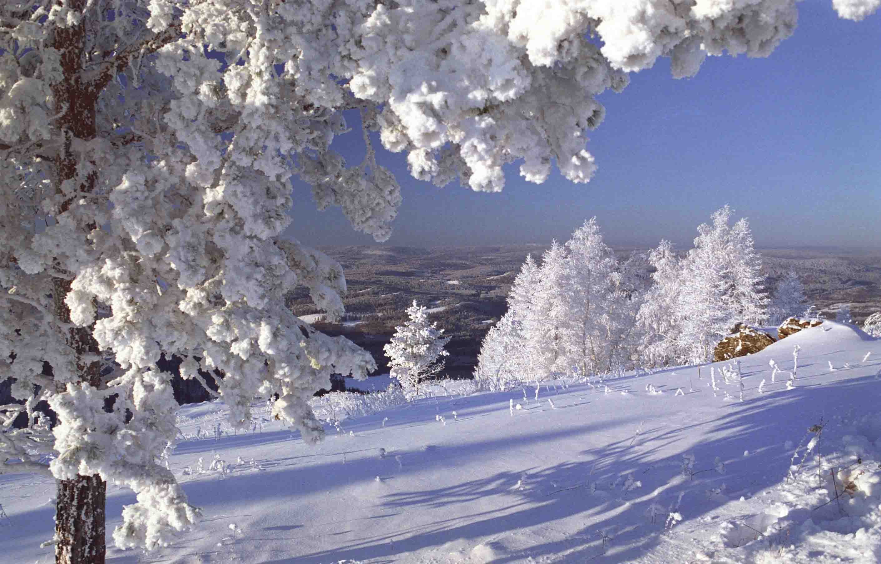 Картинки зима красивые. Январь природа. Настоящая зима. Зимушка зима. Зима январь.