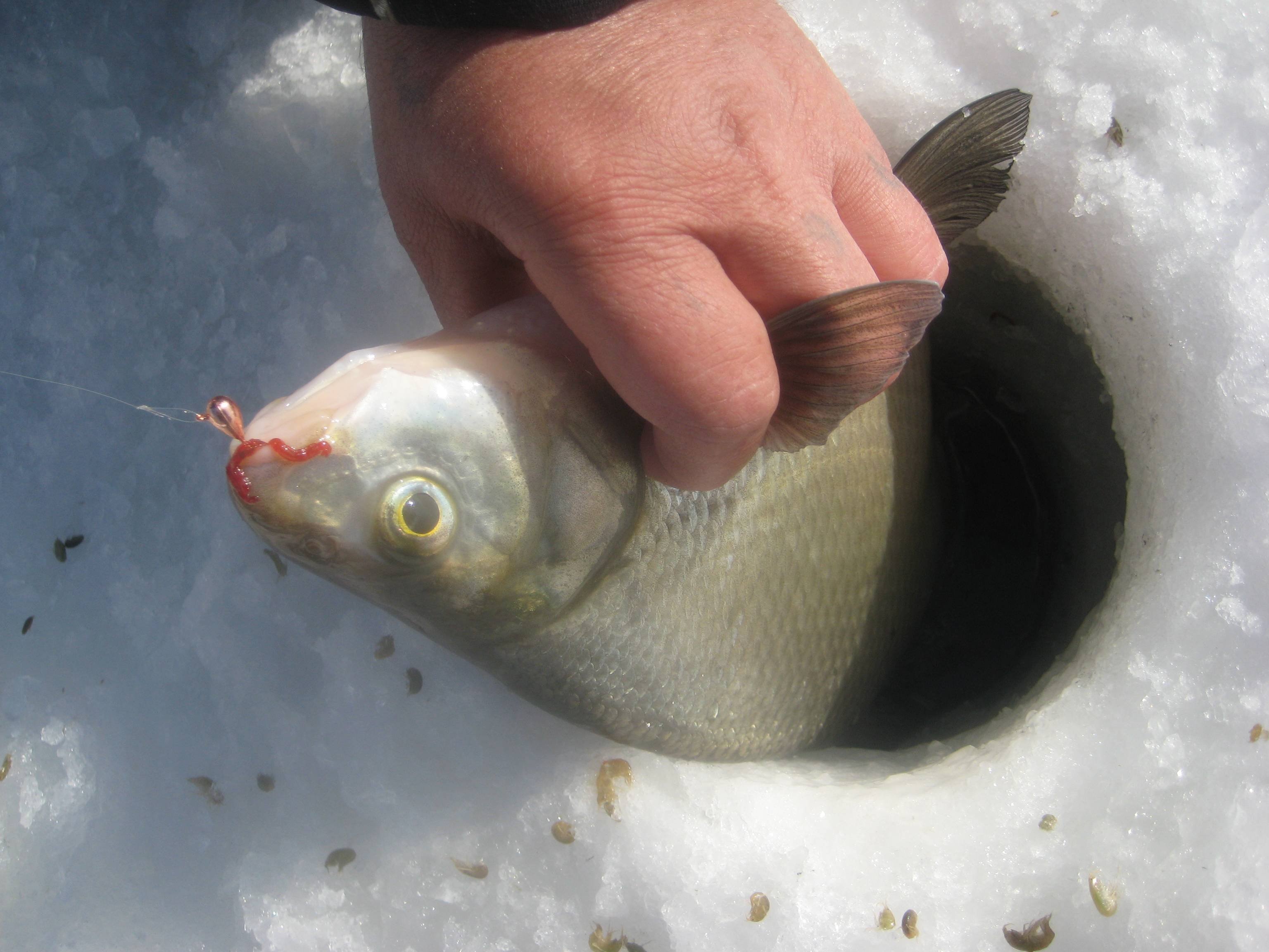 Уловистые мормышки на леща зимой -  полезные советы от опытных рыбаков