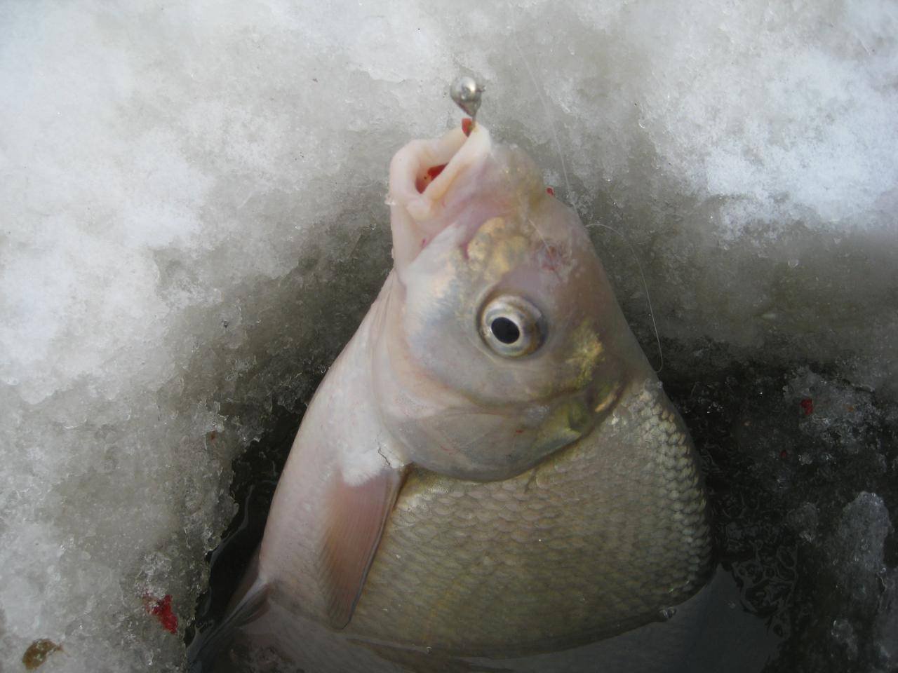 Зимняя мормышка на окуня фото - полезная информация для рыбаков