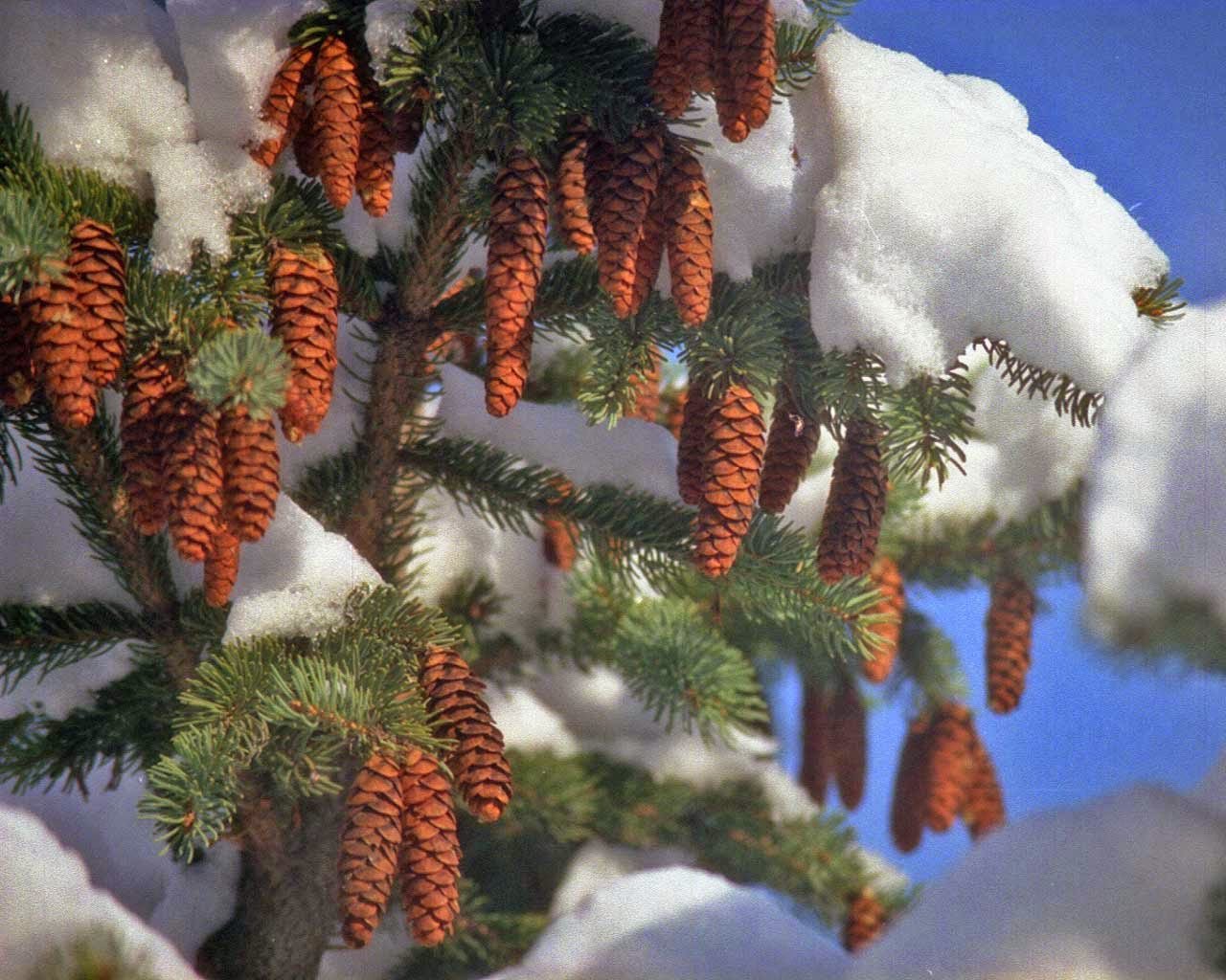 Каким бывает декабрь. Декабрь природа. Деревья в зимнем наряде. Февраль природа. Январь природа.
