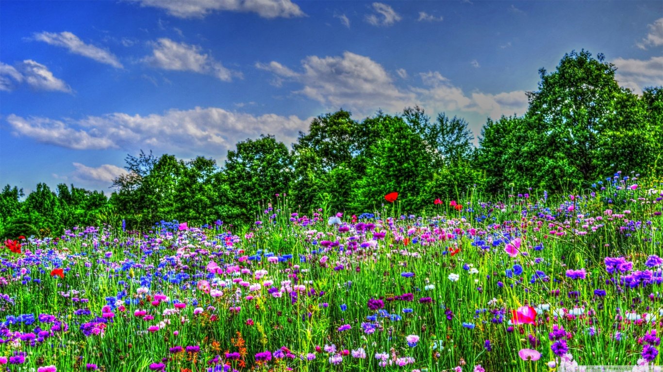 Цветочные поляны филимонковское. Летние цветы. Поляна цветов. Яркая природа. Луговые цветы.
