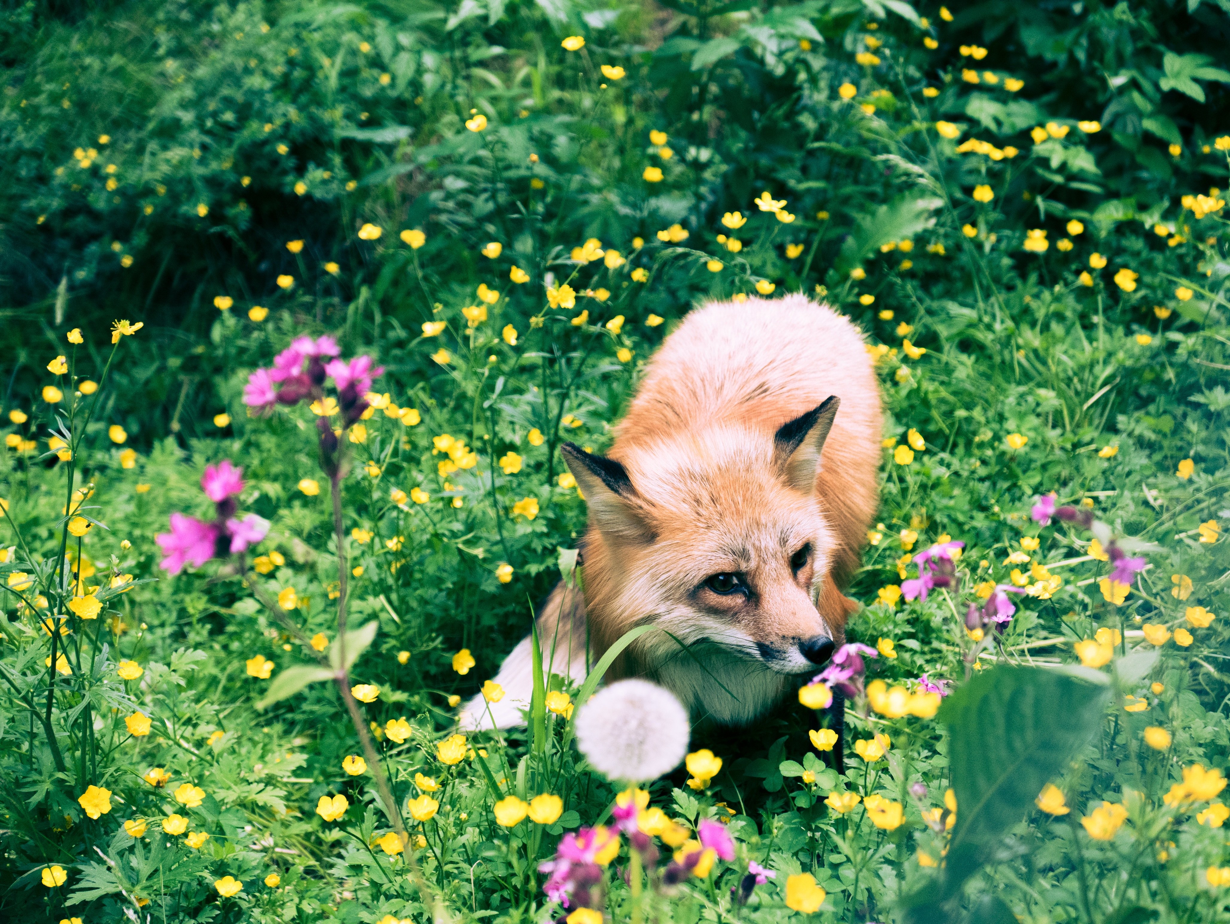 Fox цвет. Природа и животные. Лето животные. Звери на природе. Лето природа животные.