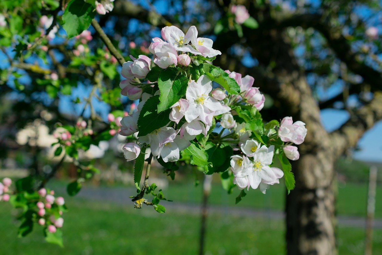Яблоня в разные времена года. Яблоневый цвет (Malus domestica). Яблоня декоративная флорибунда. Яблоня Флорина цветение. Яблоня Анабель цветет.