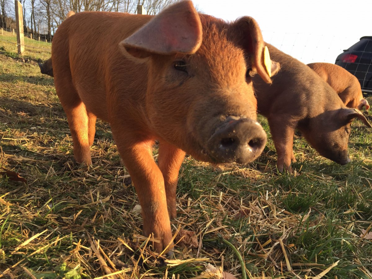 Датский протестант порода свиней