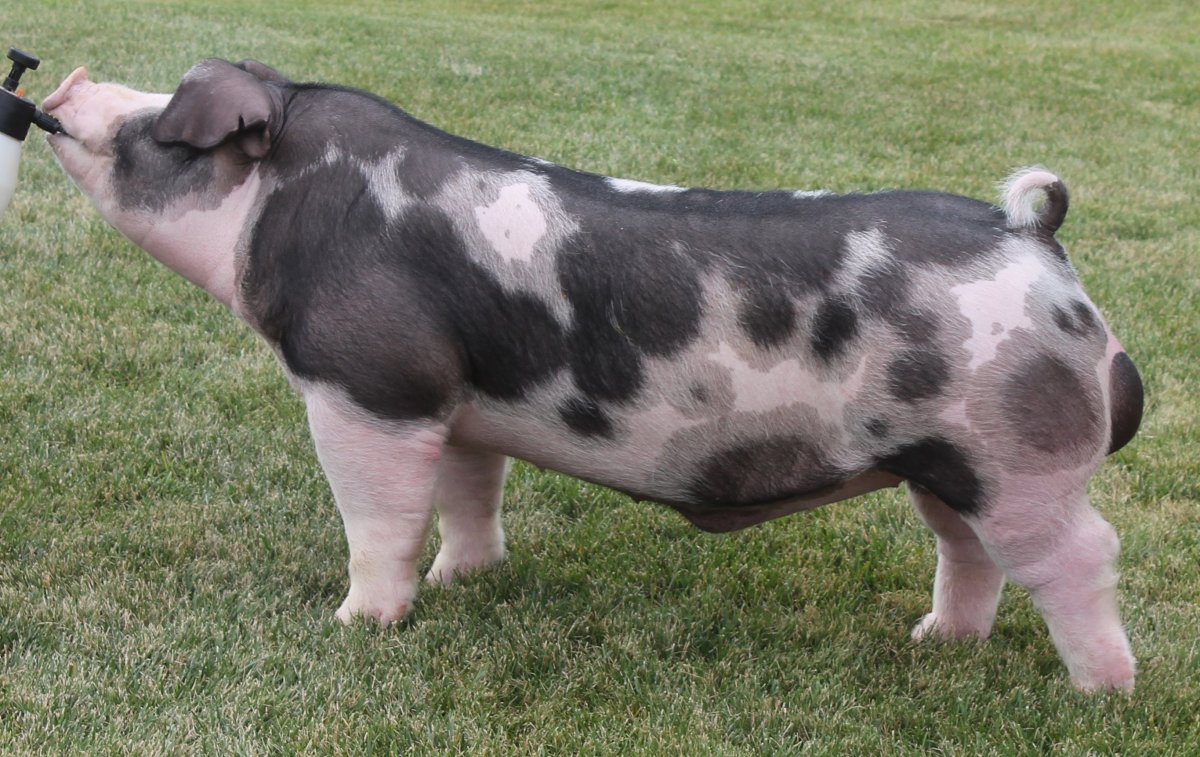 Хузумская протестная свинья