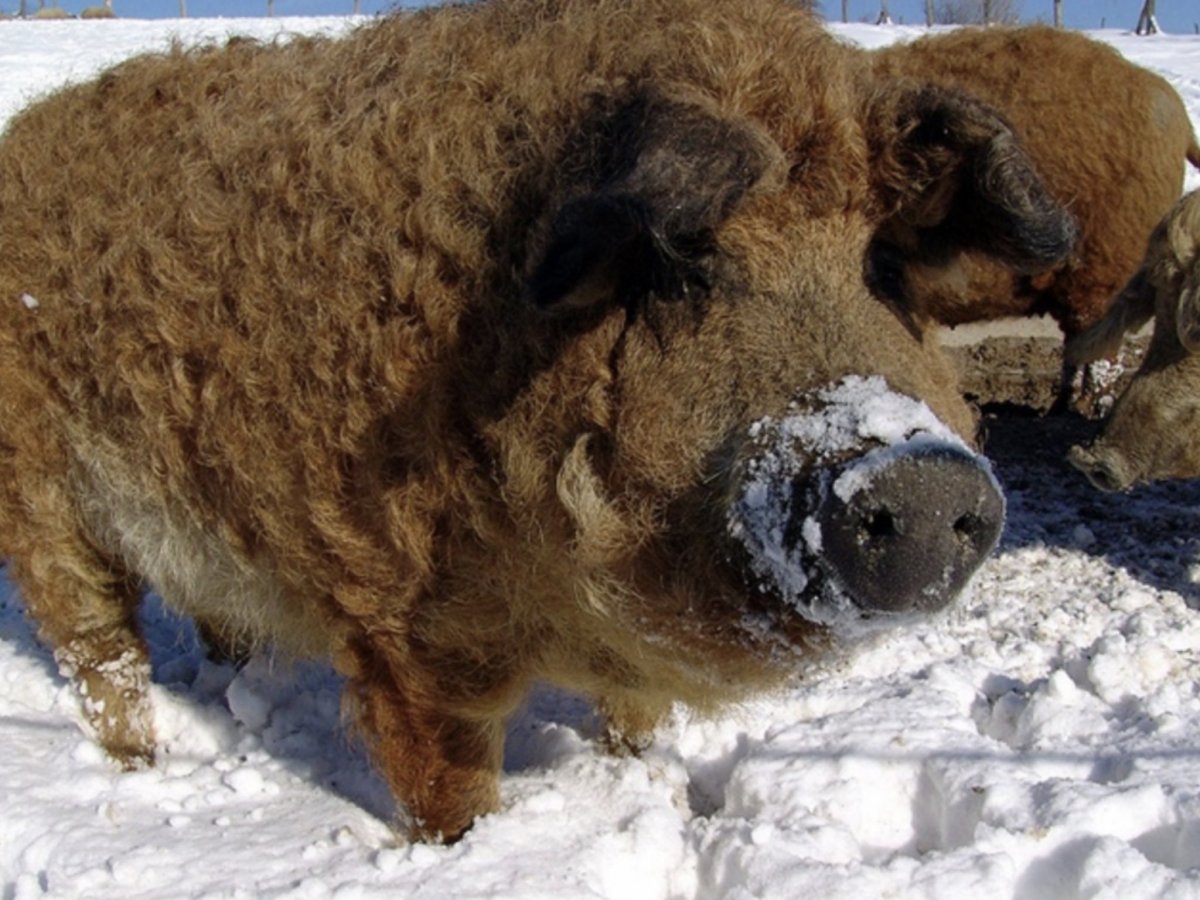 Мясные породы свиней