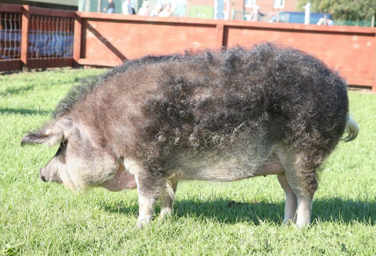 Датский протестант порода свиней