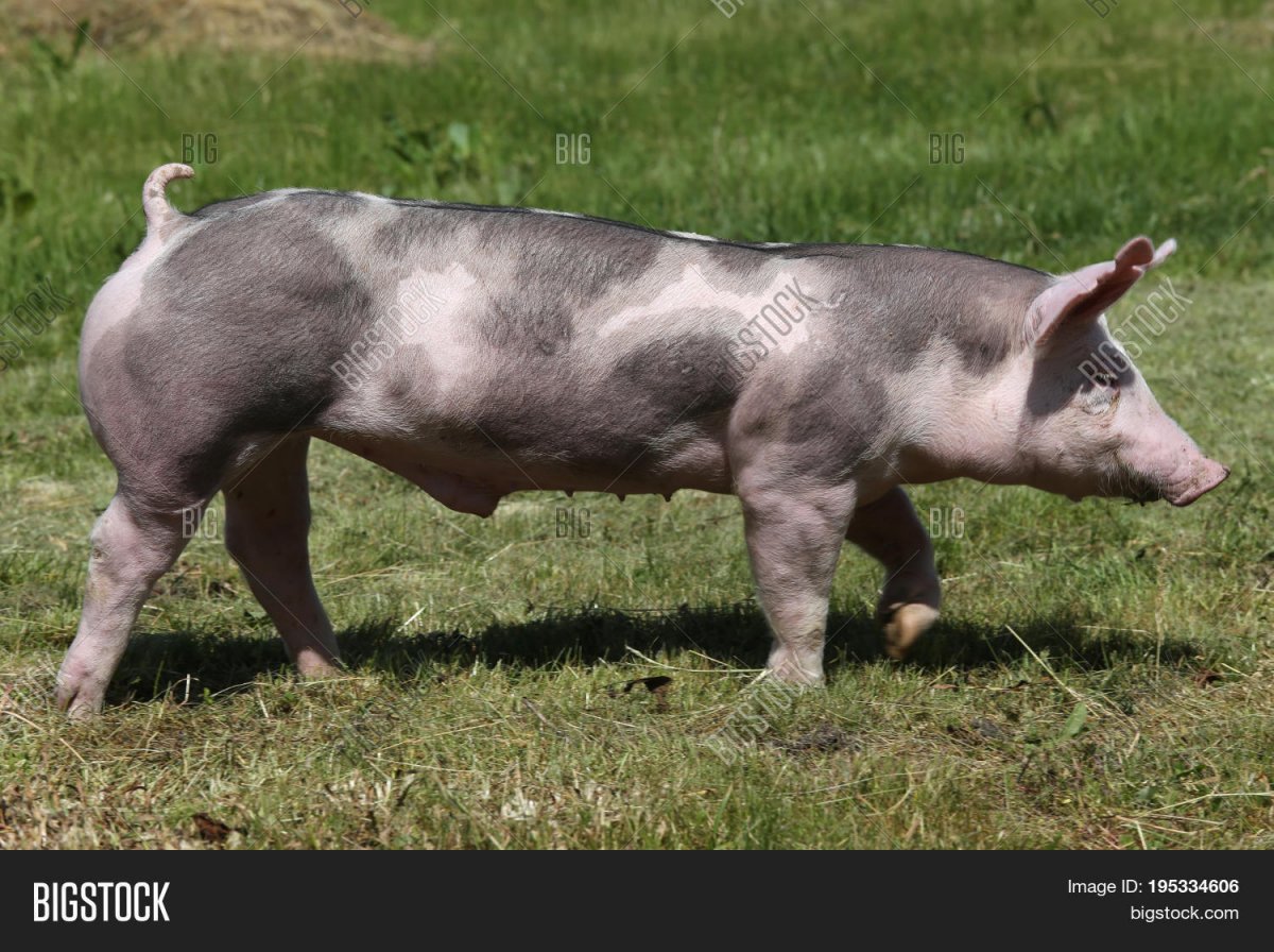 Сальные породы свиней