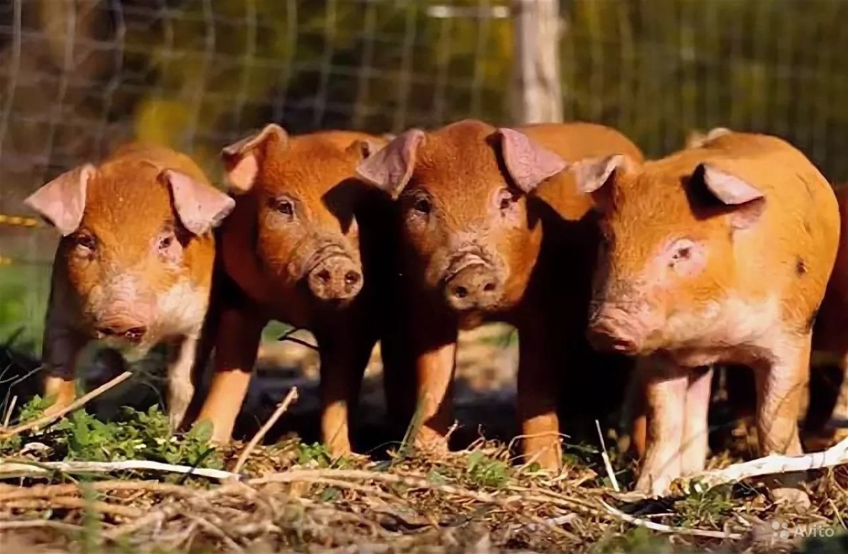 Гемпширская порода свиней