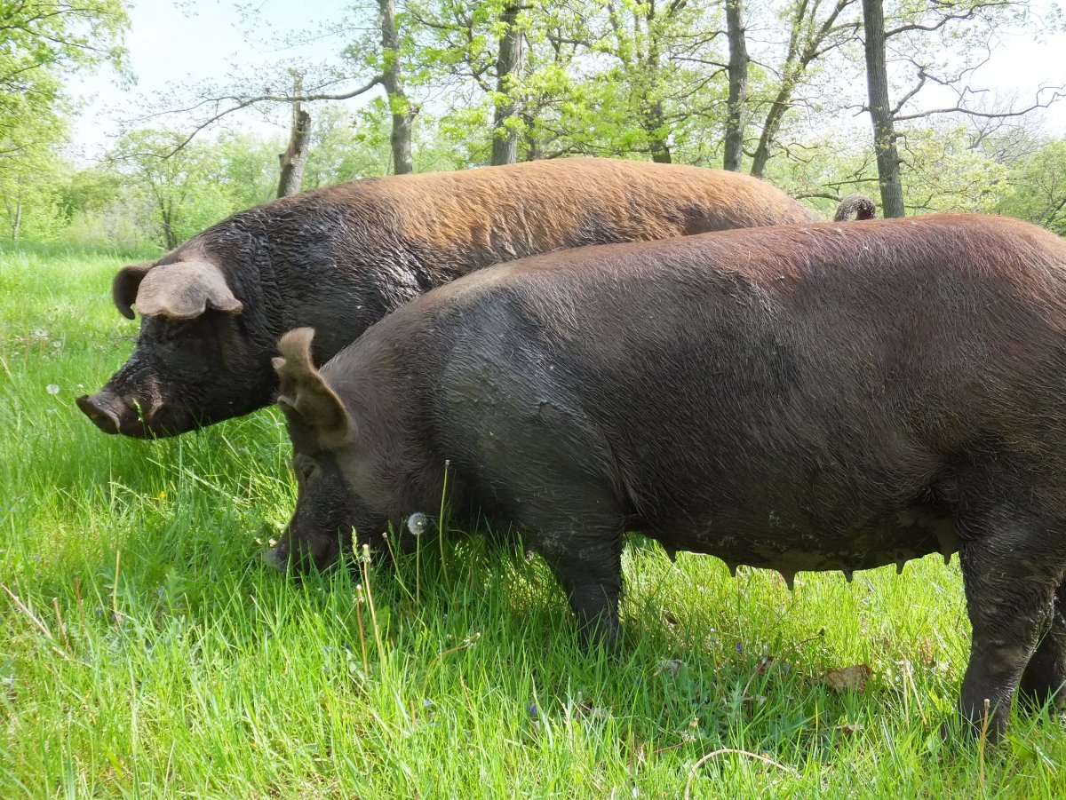 Темворс порода свиней