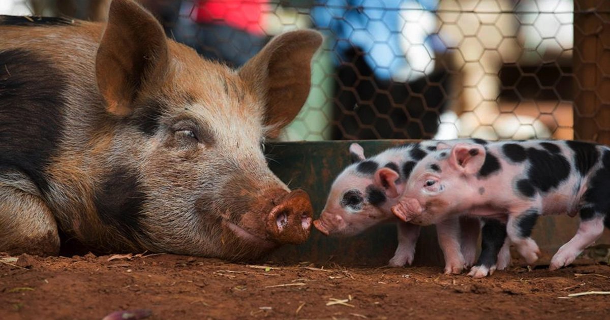 Беркшир порода свиней