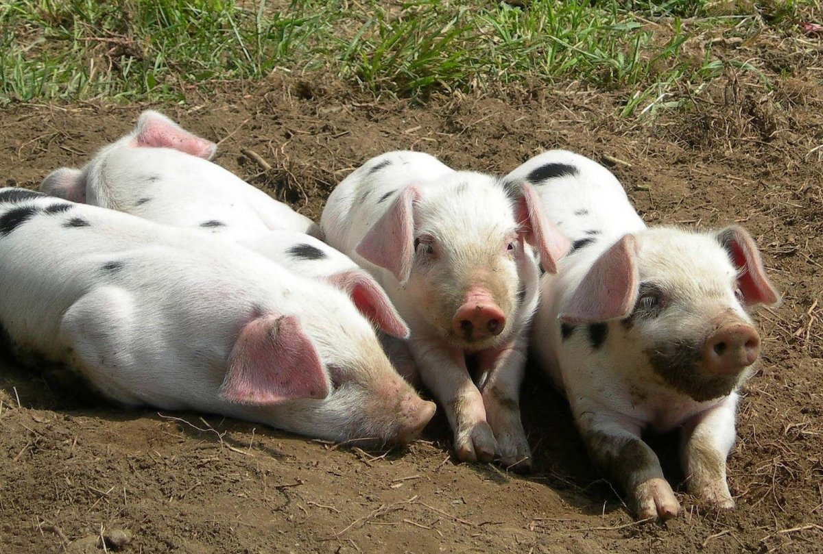 Белорусская черно-пестрая порода свиней