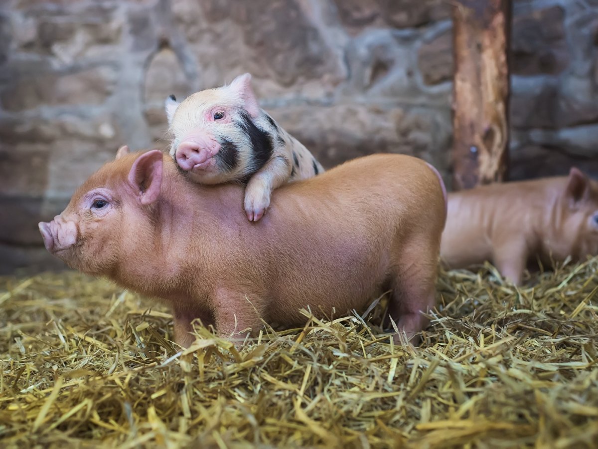 Ливенская порода поросят