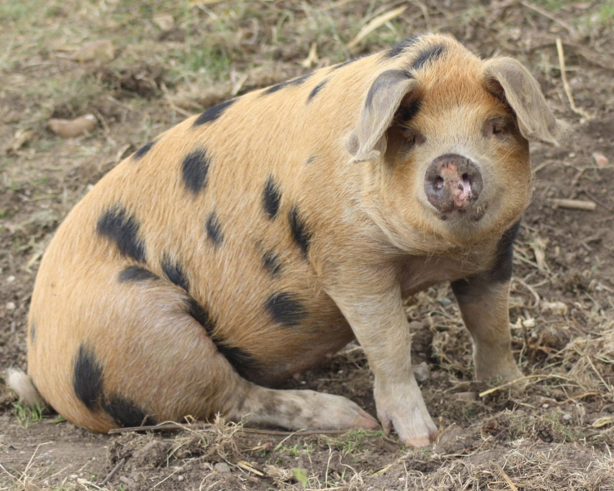 Порода свиней азиатская фото