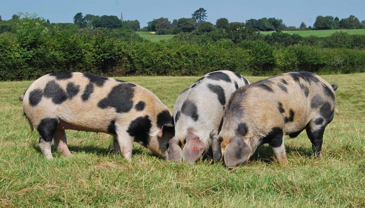 Крупная белая порода свиней хряк