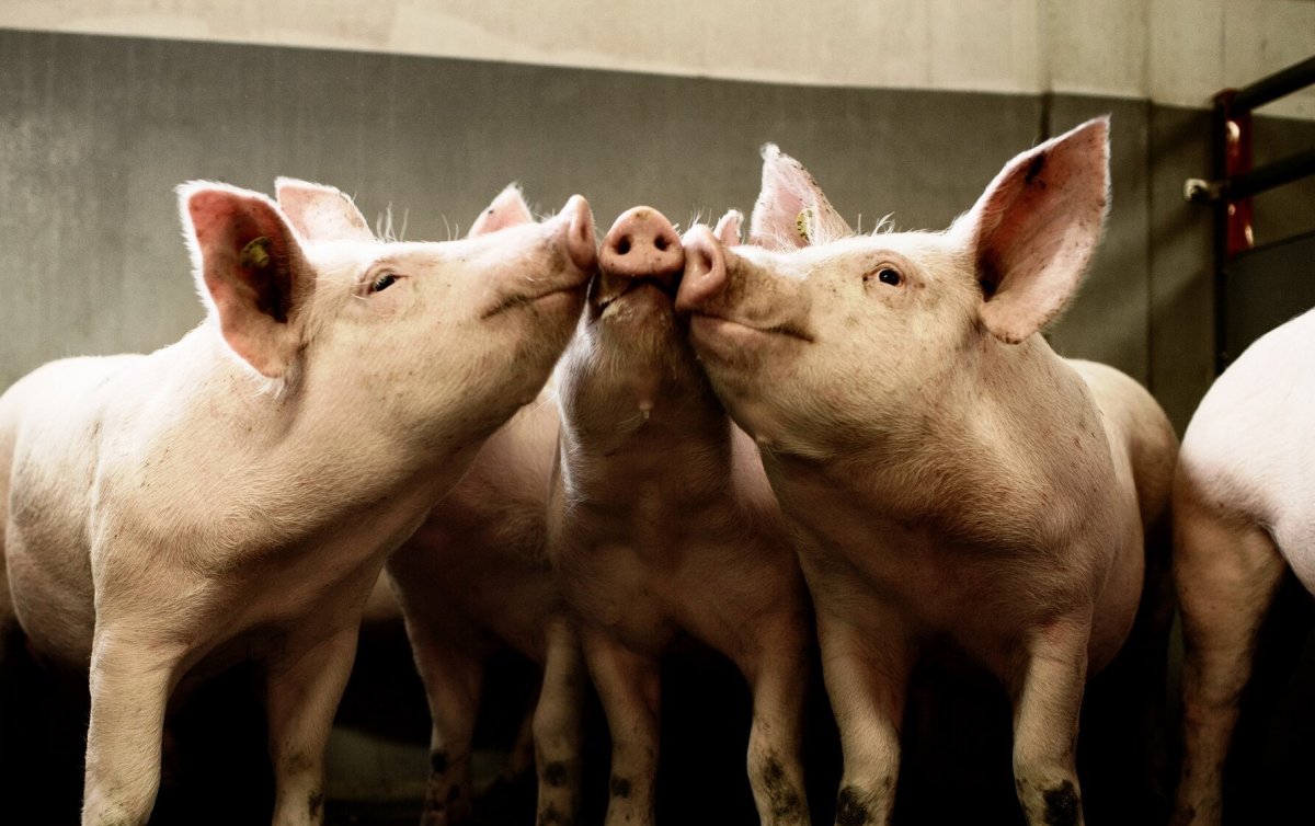 Кабан дюрок