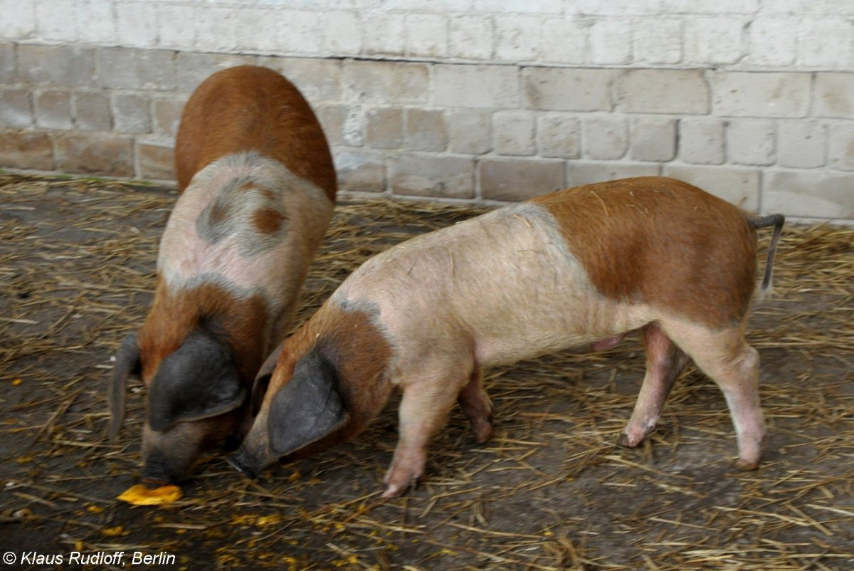 Алабузинская порода свиней
