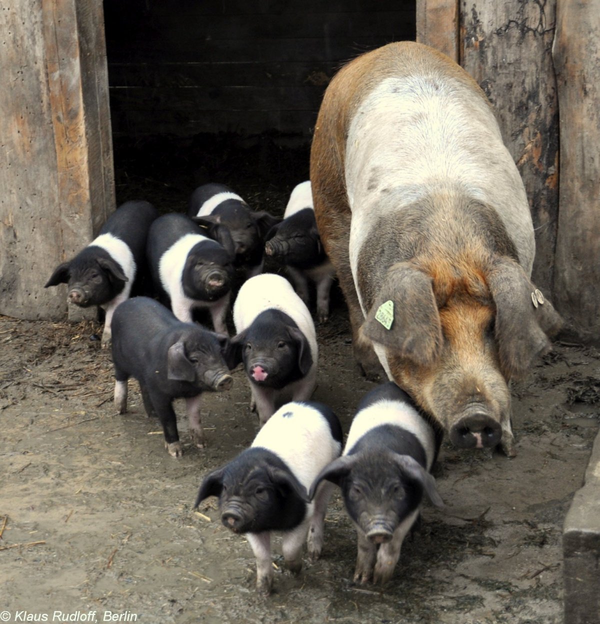 Альба порода свиней