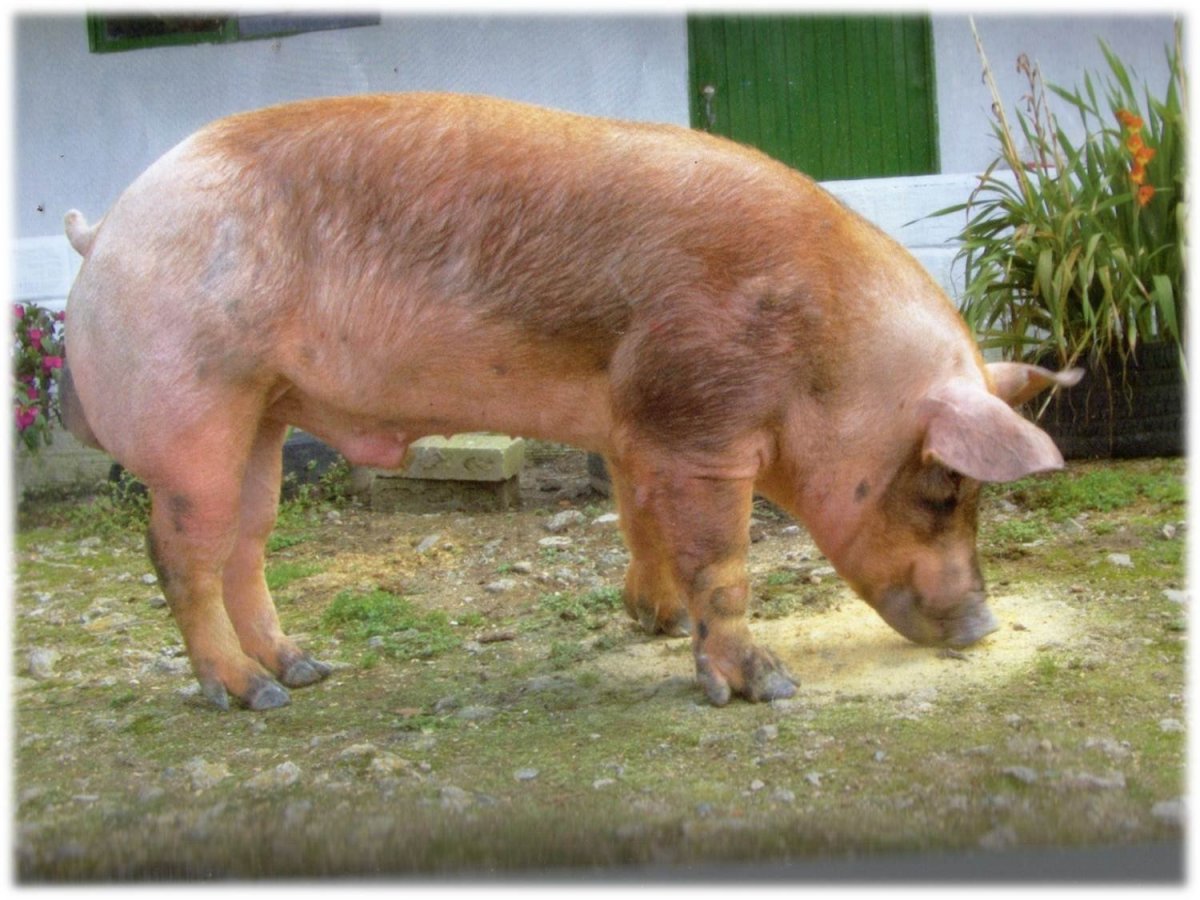 Брейтовская порода свиней