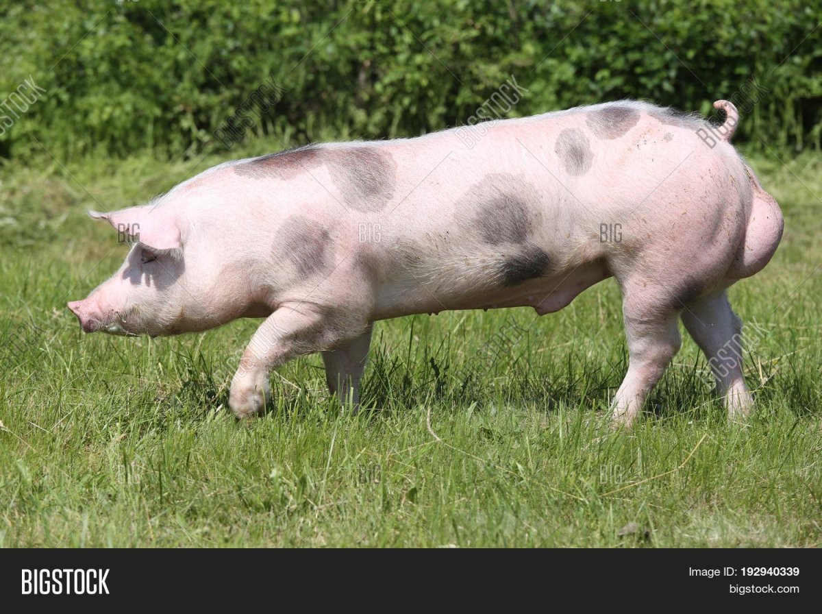 Вислобрюхие поросята вьетнамской породы