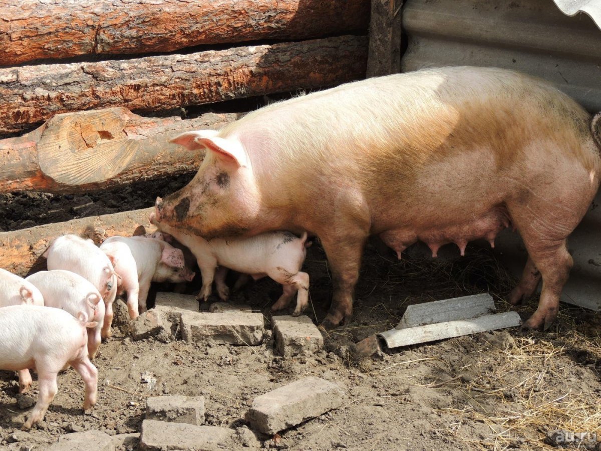 Порода свиней на ферме