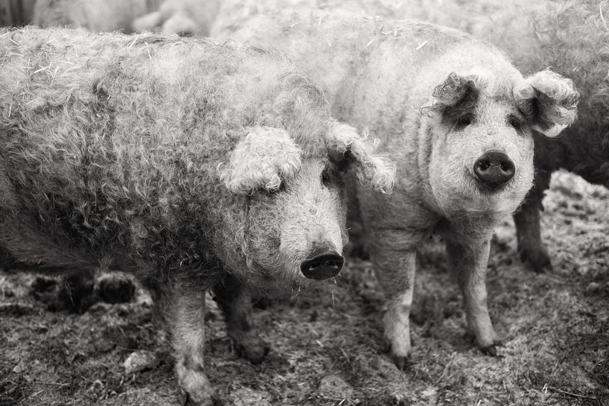 Семиреченская порода свиней