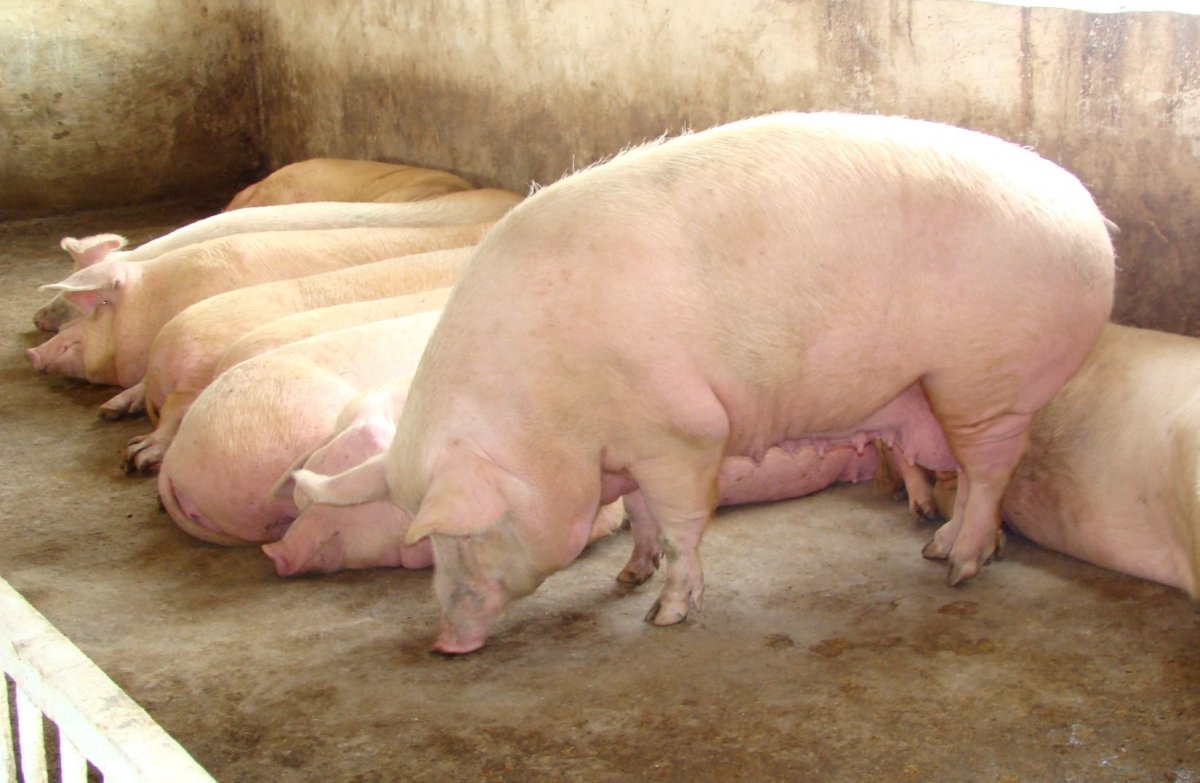 Мангалицкая порода свиней