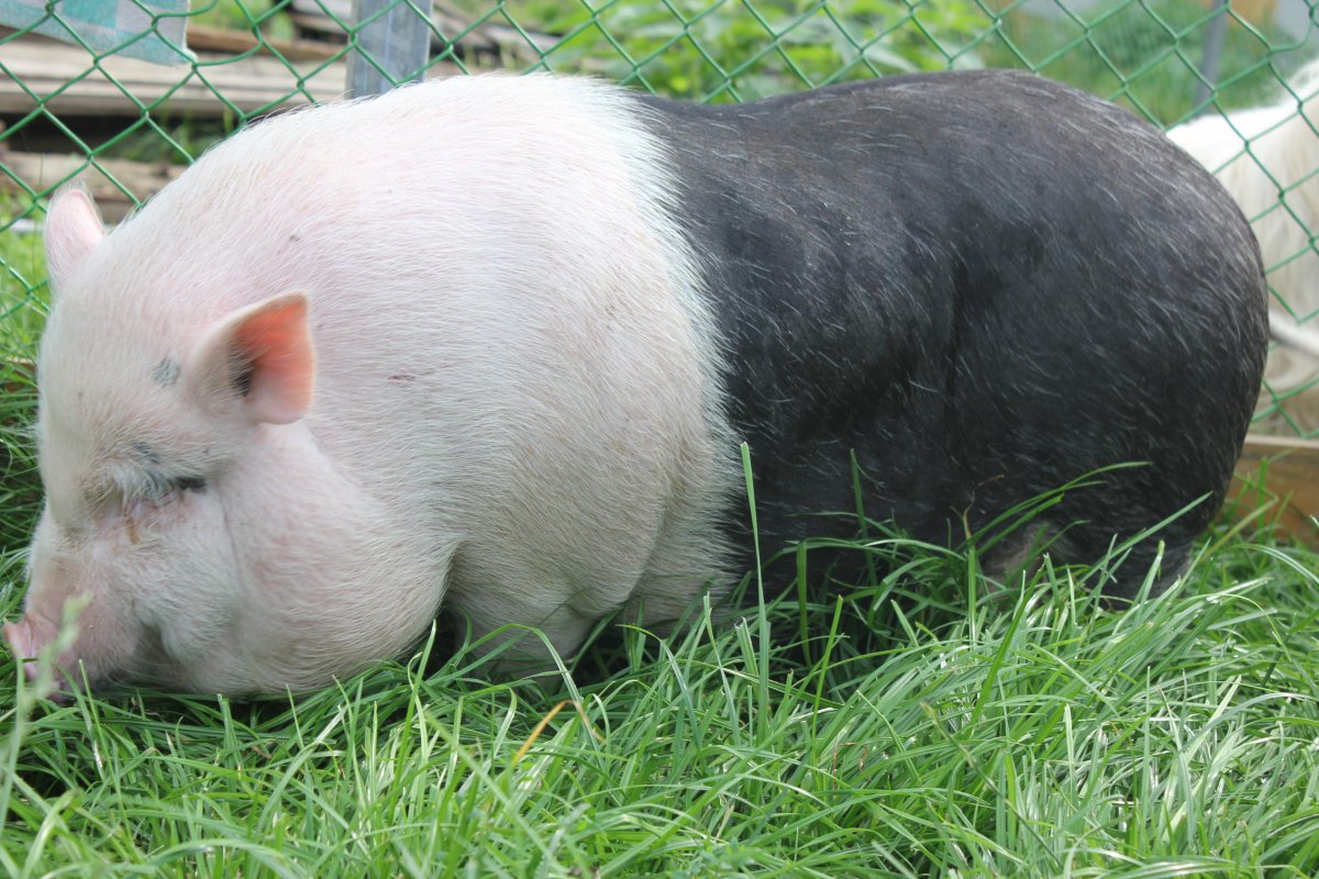 Пятнистый кабан дикий