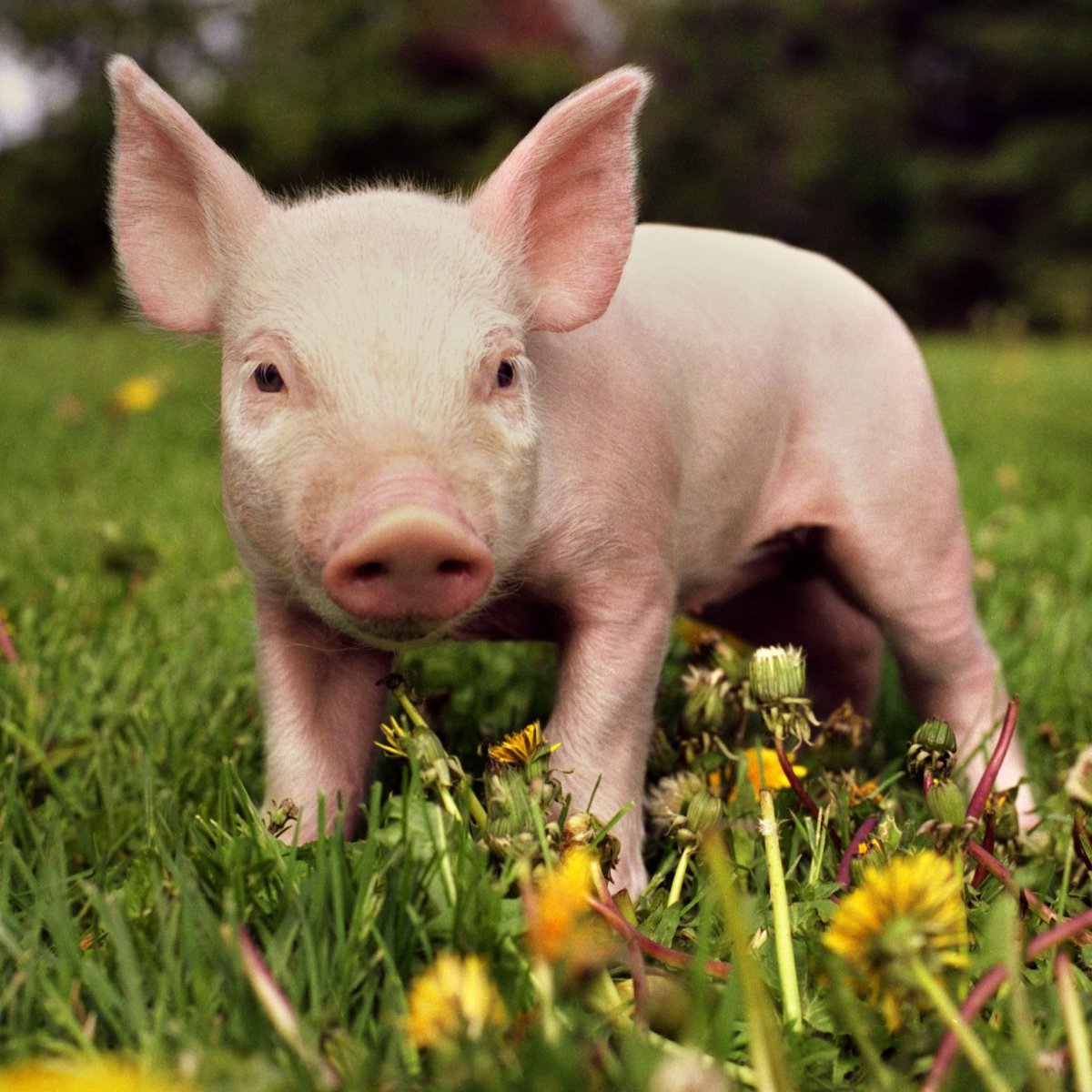 Свинья обыкновенная