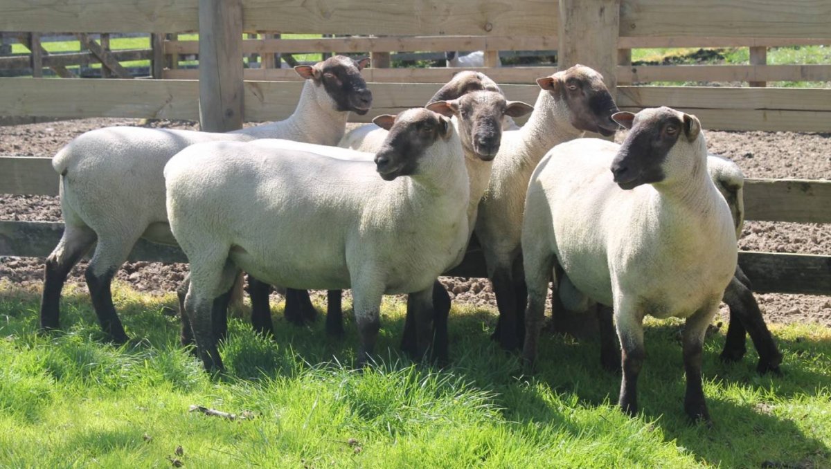 Красивая овца