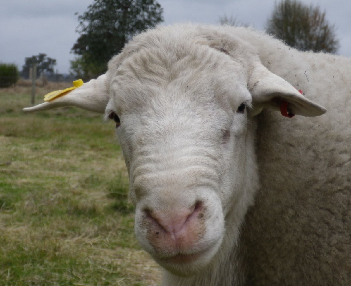 Черноголовый Дорпер