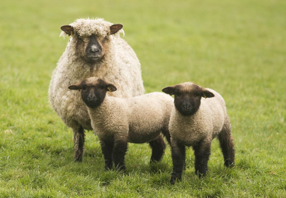 Цвартблес порода овец