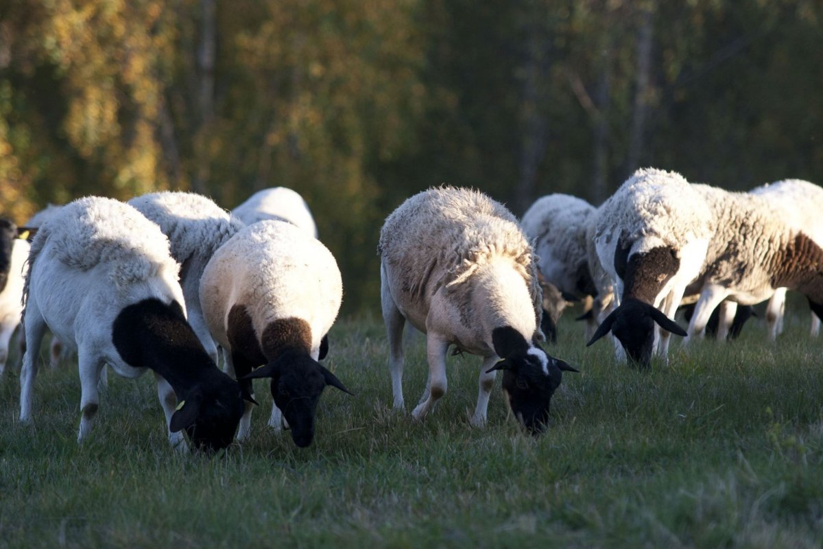 Шароле овцы