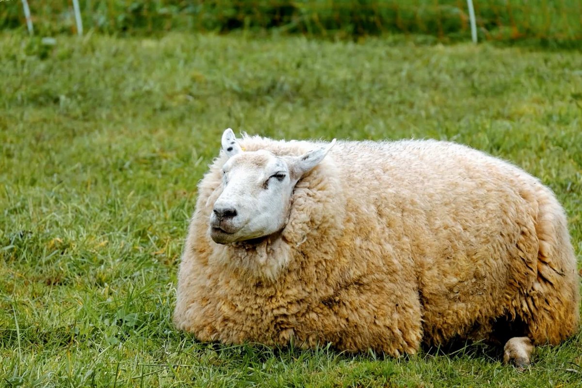 Самые красивые овцы