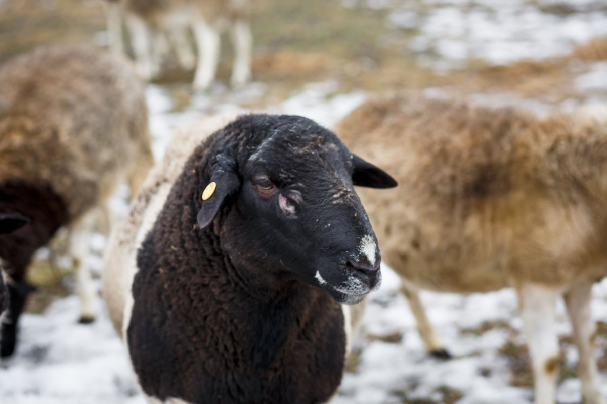 Дорпер порода овец