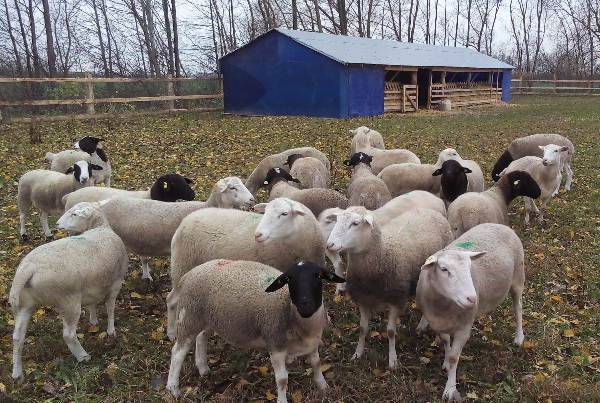 Овцы породы меринос