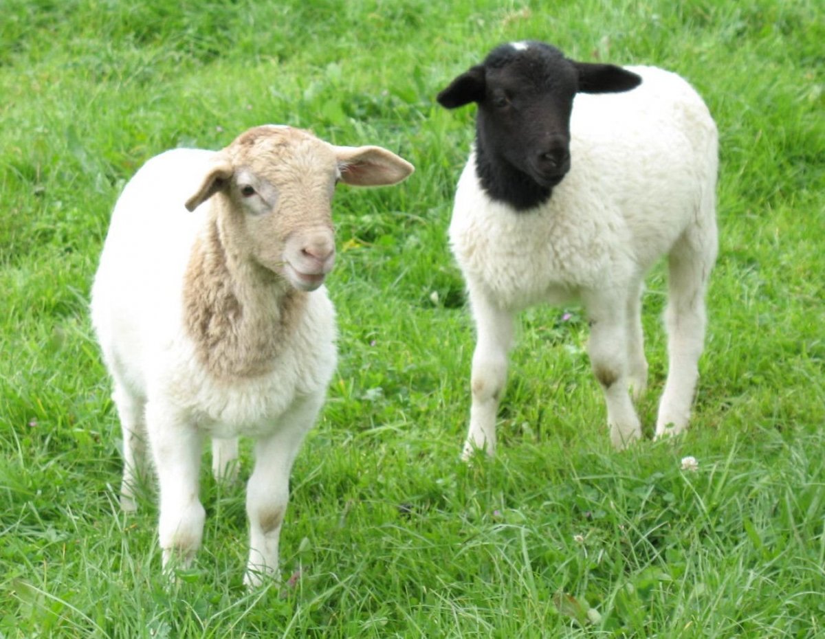 Овцы породы Суффолк Липецкой обл