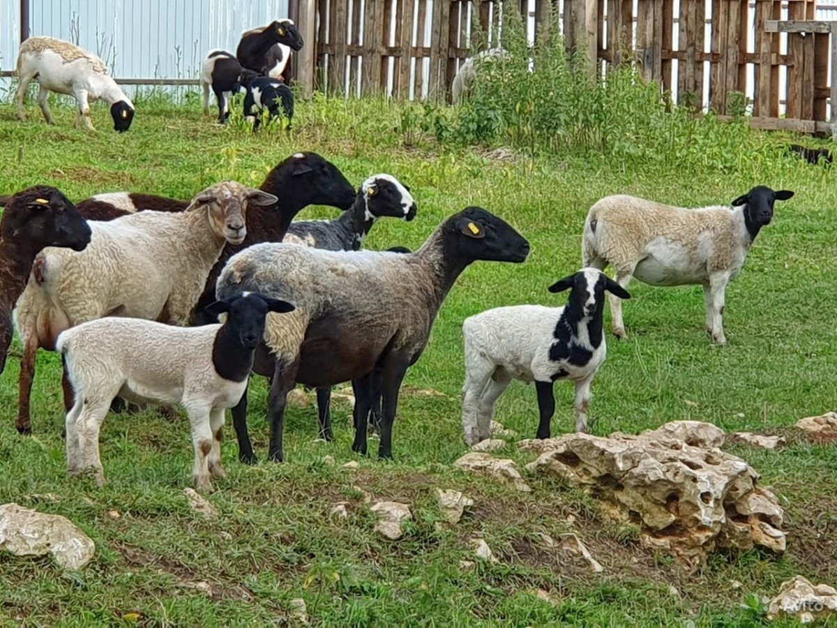 Мироланд овцы