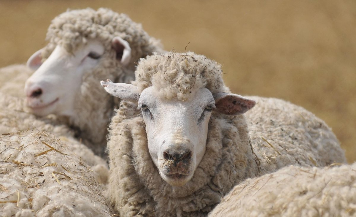 Баран мясной породы Дорпер