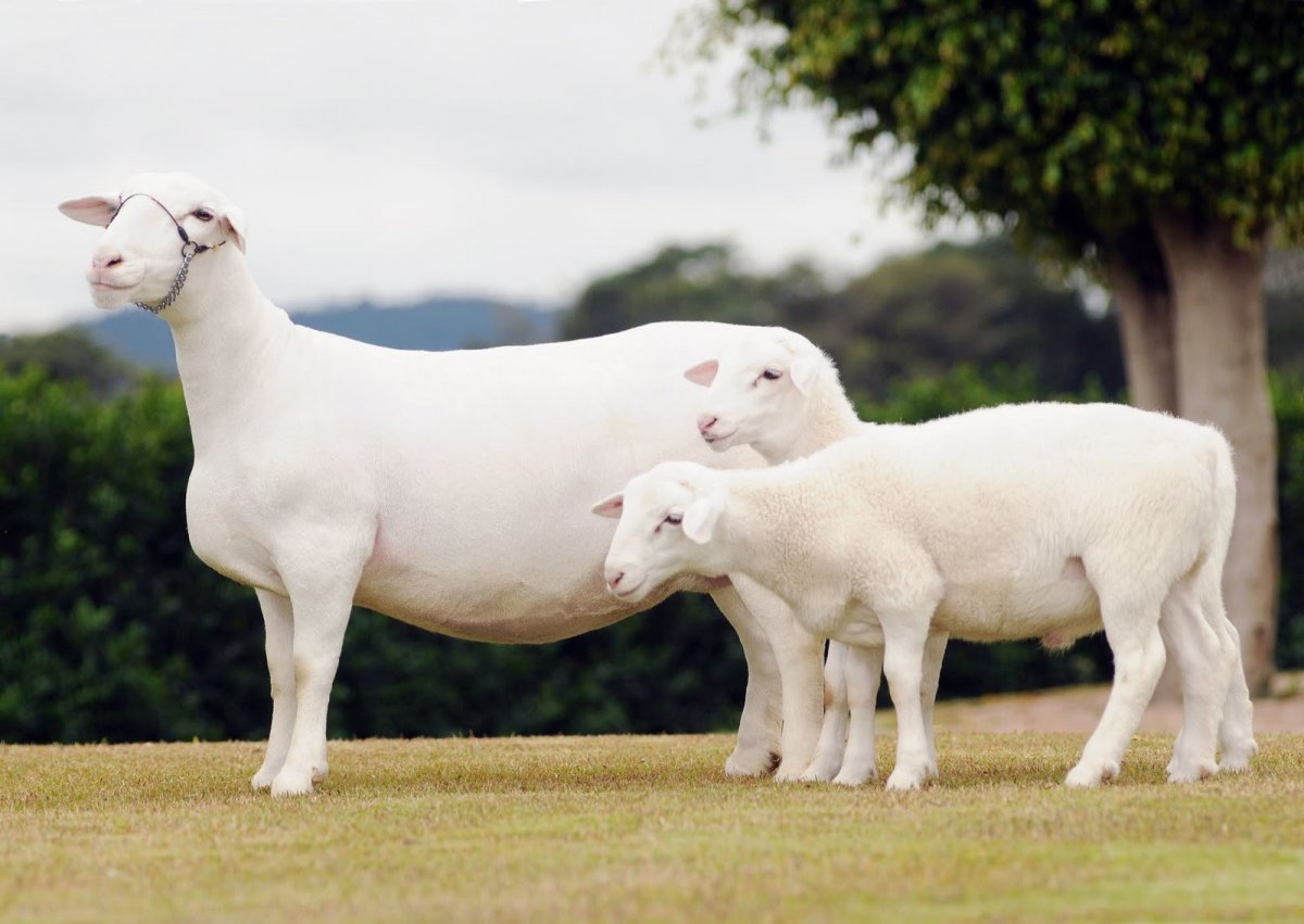 Вандейская порода овец